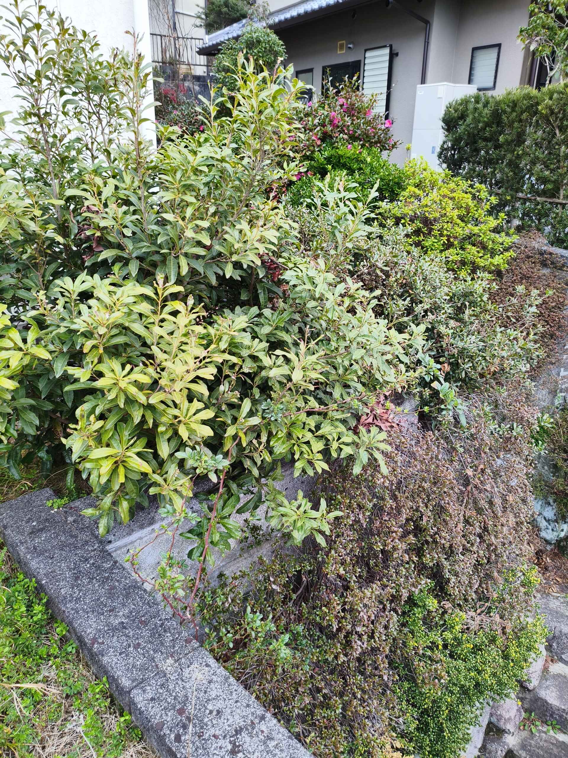 画像4475：姫路市香寺町　S様邸　伐採作業