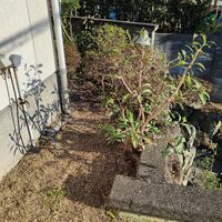 画像4476：姫路市香寺町　S様邸　伐採作業