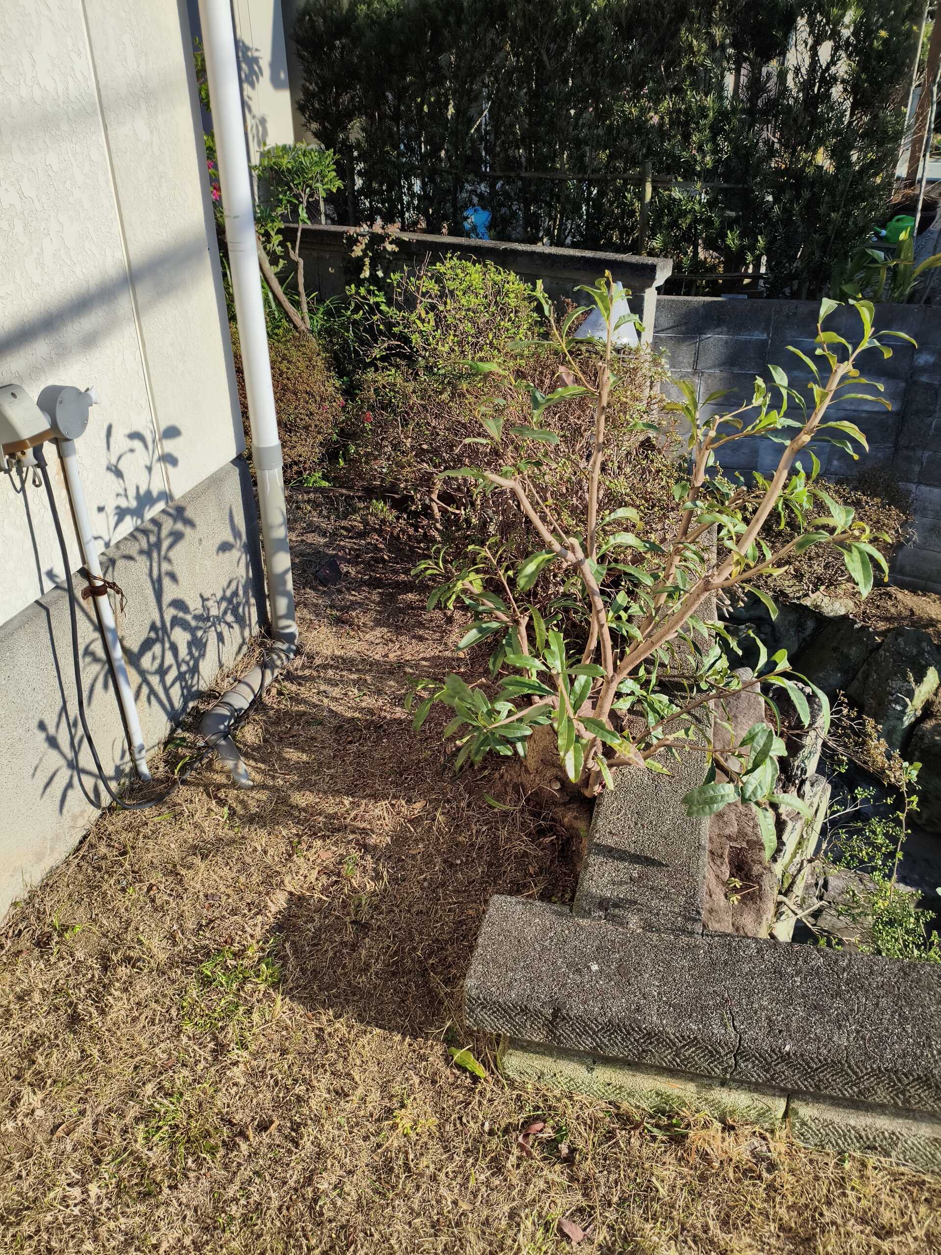 画像4476：姫路市香寺町　S様邸　伐採作業