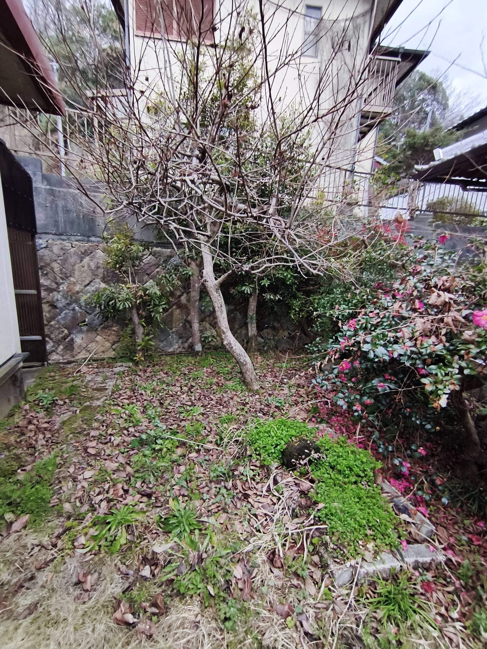 画像4477：姫路市香寺町　S様邸　伐採作業