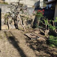 画像4478：姫路市香寺町　S様邸　伐採作業