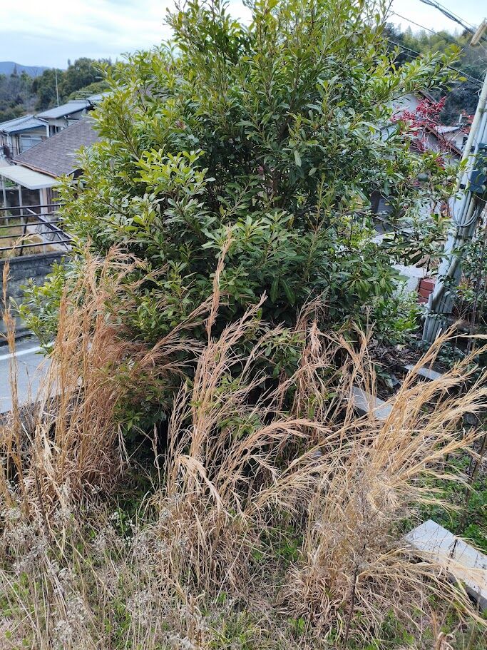 庭木を伐採したい方に